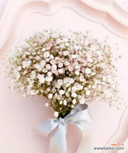 探寻满天星花语的深意与美丽 满天星花语