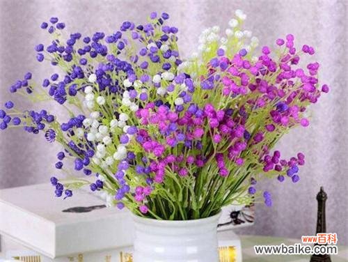 揭示满天星的意义和象征 满天星的真正花语是什么