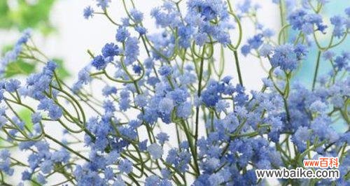 揭示满天星的意义和象征 满天星的真正花语是什么