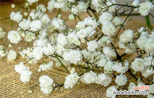 揭示满天星的意义和象征 满天星的真正花语是什么