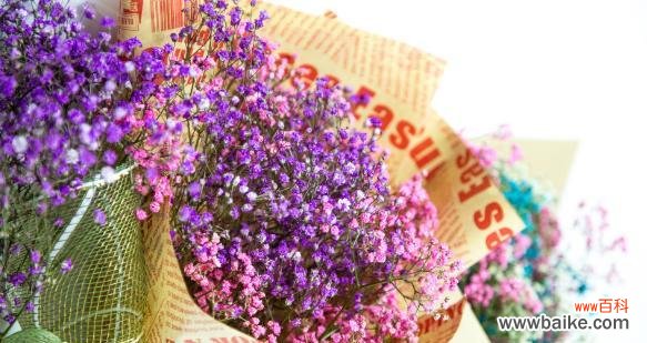 满天星 满天星的寓意是什么