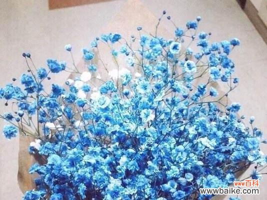 满天星 满天星的寓意是什么