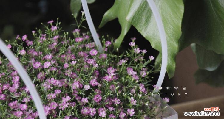 满天星花——小小花朵中的浪漫与祝福 满天星花的美丽与寓意