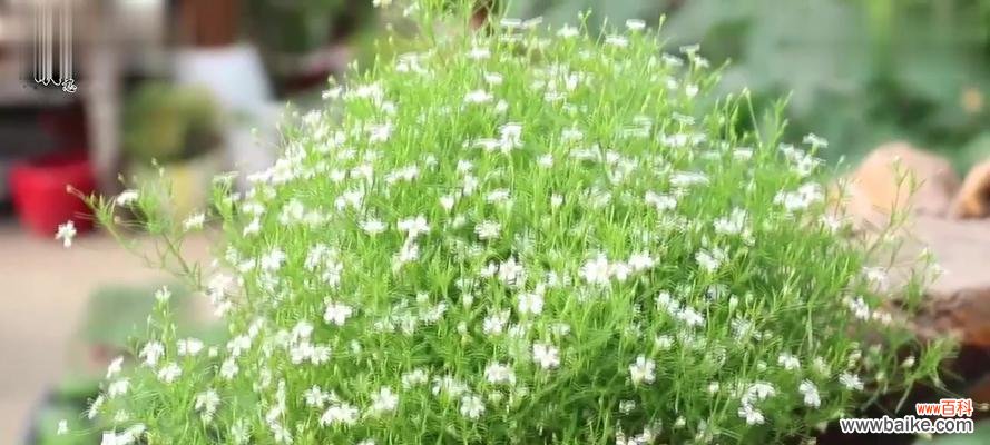 满天星花——小小花朵中的浪漫与祝福 满天星花的美丽与寓意