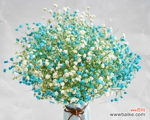 满天星花——小小花朵中的浪漫与祝福 满天星花的美丽与寓意