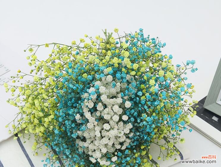 揭示满天星花语的真正内涵 满天星花语的意义及象征