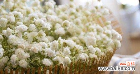 揭示满天星花语的真正内涵 满天星花语的意义及象征