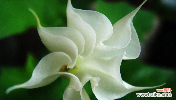 揭开曼陀罗花的传说和象征意义 曼陀罗花——神秘之美