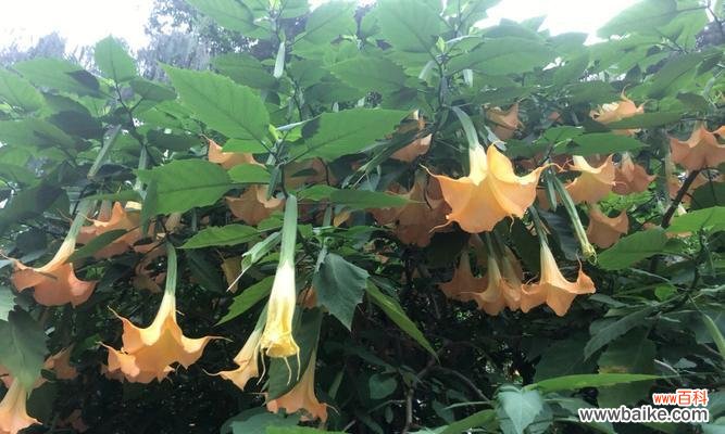 揭开曼陀罗花的传说和象征意义 曼陀罗花——神秘之美