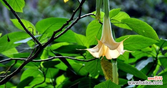 曼陀罗花的神秘象征及心灵传达 曼陀罗的真正花语与其启示
