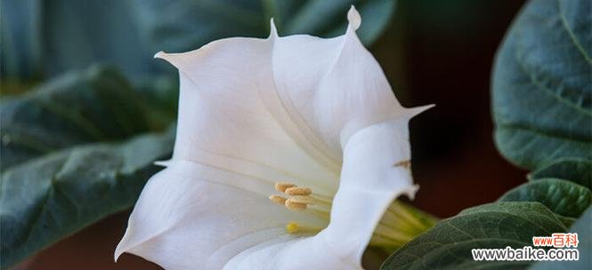 曼陀罗花的神秘象征及心灵传达 曼陀罗的真正花语与其启示