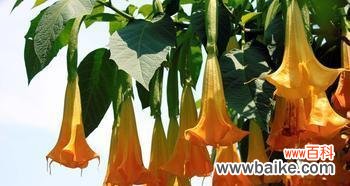 探寻曼陀罗花的象征意义与神秘力量 曼陀罗的花语