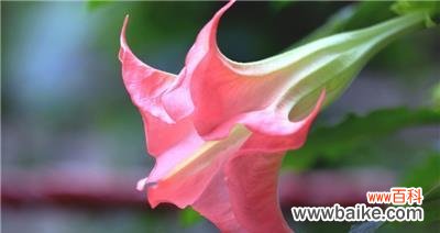 探寻曼陀罗花的象征意义与神秘力量 曼陀罗的花语