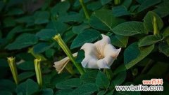 探索曼陀罗花的深层含义 曼陀罗花的花语及介绍