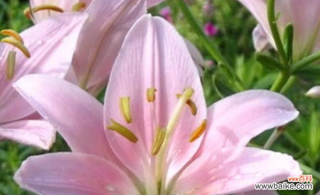 深入探索粉色百合的美丽与神秘 粉色百合的花语与意义