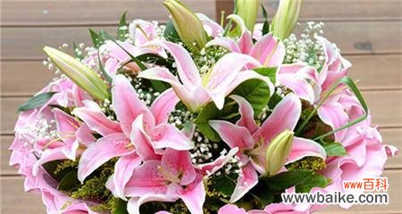 深入探索粉色百合的美丽与神秘 粉色百合的花语与意义