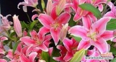 探索粉色百合花的象征和意义 粉色百合花的花语和寓意