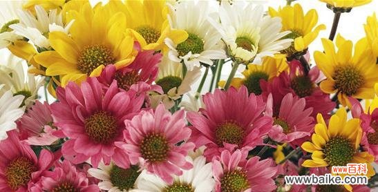 浪漫之美传达无言 粉色雏菊的花语与寓意