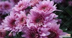 浪漫之美传达无言 粉色雏菊的花语与寓意