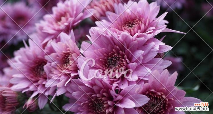 浪漫之美传达无言 粉色雏菊的花语与寓意