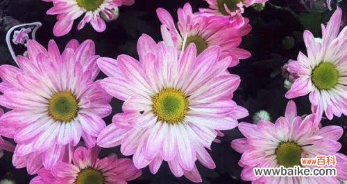 浪漫之美传达无言 粉色雏菊的花语与寓意