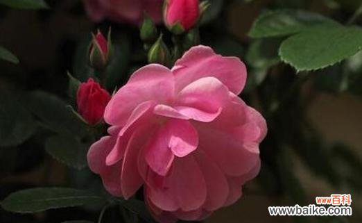 揭示花朵颜色背后的意义 以粉色的花传递的花语