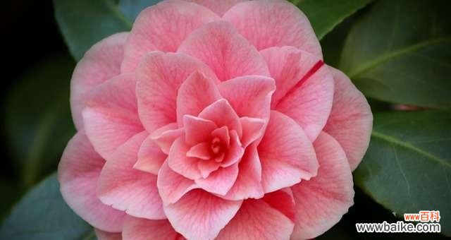 揭示花朵颜色背后的意义 以粉色的花传递的花语