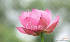 探寻粉色荷花的美丽寓意与浪漫传说 粉色荷花