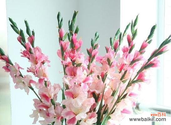 探寻粉色剑兰的花语和寓意 粉色剑兰花