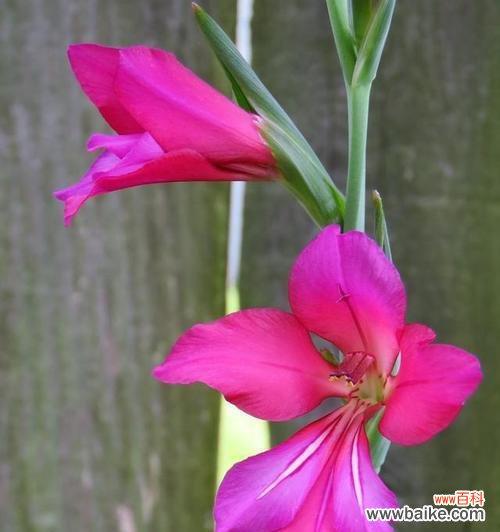 探寻粉色剑兰的花语和寓意 粉色剑兰花