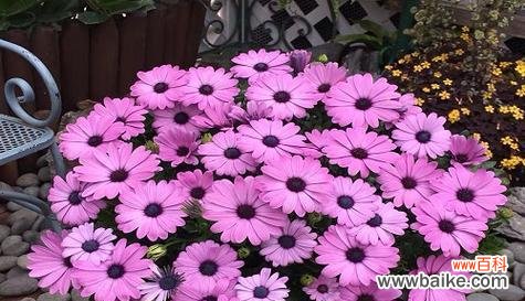 传递爱与感激的美丽粉色菊花 粉色菊花的花语与意义