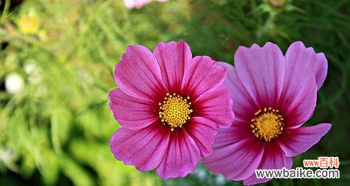 传递爱与感激的美丽粉色菊花 粉色菊花的花语与意义