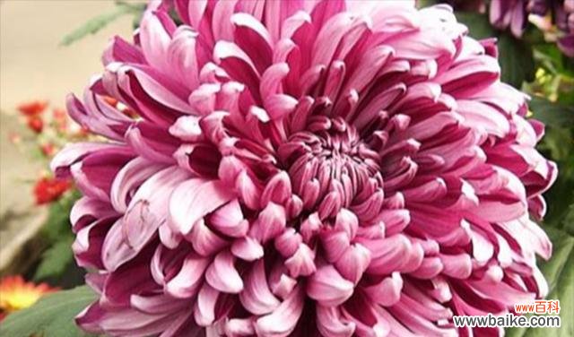 传递爱与感激的美丽粉色菊花 粉色菊花的花语与意义