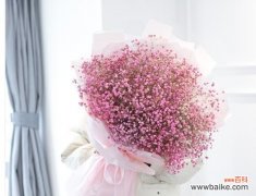 盛开在爱的轨迹上 粉色满天星