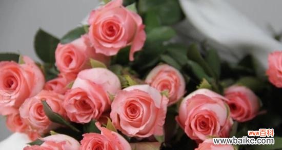 探寻粉色玫瑰所代表的浪漫与真爱 粉色玫瑰花语大揭秘
