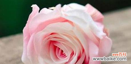 探寻粉色玫瑰所代表的浪漫与真爱 粉色玫瑰花语大揭秘