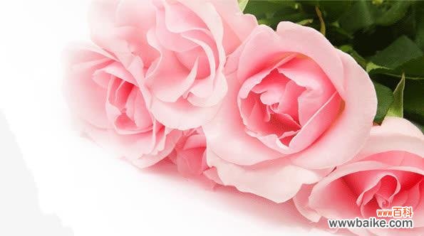 探寻粉色玫瑰传递的情感和美好 粉色玫瑰的象征意义及其鲜花语言
