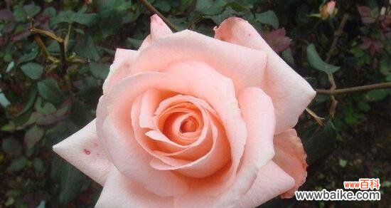 揭秘粉色玫瑰花的真正意义 粉色玫瑰花语的浪漫寓意