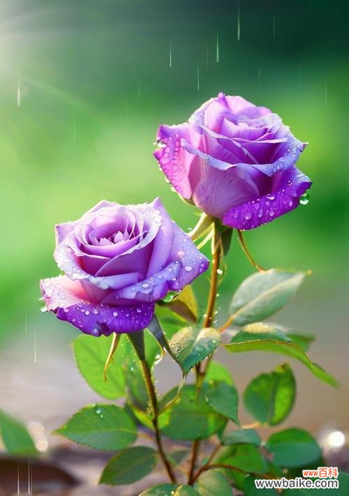 绿色花卉代表什么？探索绿色花语的深层含义。964