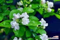 绿色花卉代表什么？探索绿色花语的深层含义。964