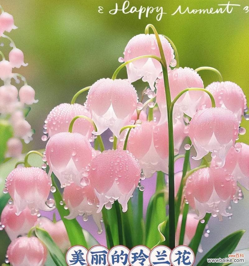 幸福像花一样是什么意思？花的象征意义与幸福有何关联？