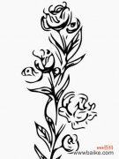 灰色花代表什么？灰色花卉的象征意义是什么？