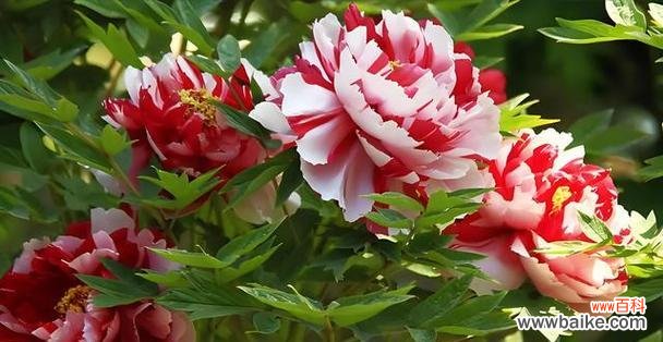 象征爱情的国花是什么花？吉祥的花象征什么意思？