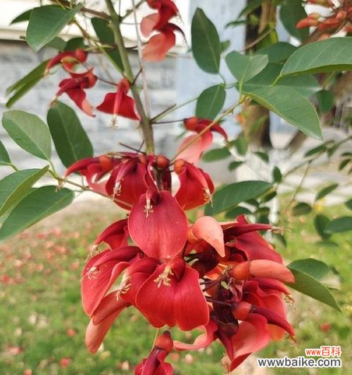 哪些花具有红色的象征意义？