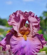 紫色蝴蝶花代表什么？它的象征意义有哪些？