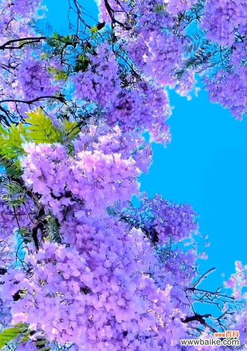 紫色花象征着什么?紫色花在爱情中的寓意是什么?