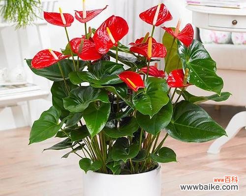 寓意平安顺遂开心的花是什么花？如何选择寓意幸福的花卉？