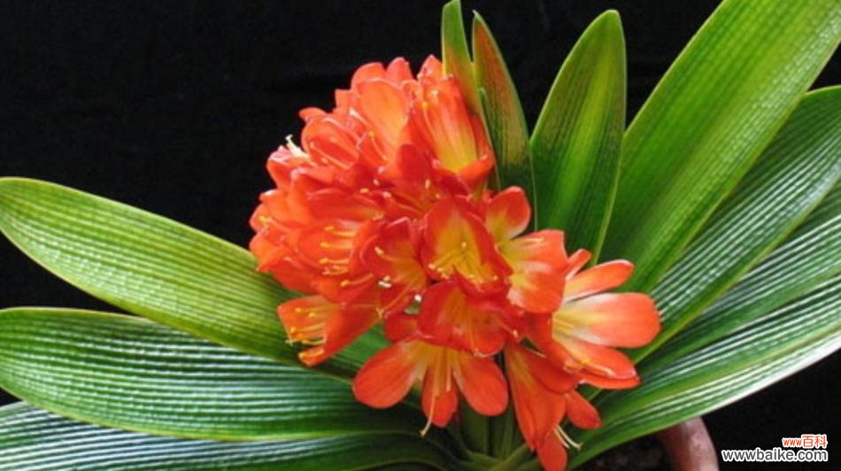 寓意平安顺遂开心的花是什么花？如何选择寓意幸福的花卉？