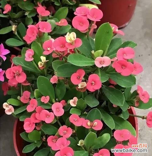 寓意平安顺遂开心的花是什么花？如何选择寓意幸福的花卉？