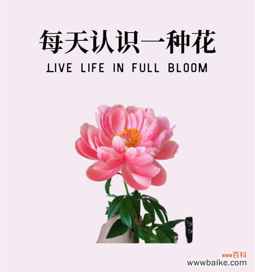 西藏好运花是什么?它们的花语有哪些含义?